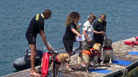 Soccorsi in mare: dimostrazione di salvataggio con i cani nelle … – LatinaToday