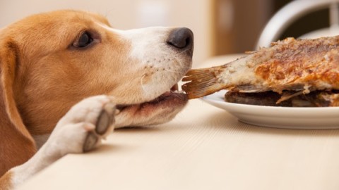Quanto, cosa e come deve mangiare un cane – greenMe.it