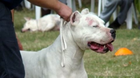 Pilastro: dogo argentino azzanna passanti e cani, multe e denunce – BolognaToday