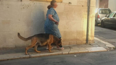 Palo, residenti via Macchiavelli temono la beffa: “Il cane lasciato alle … – Il Quotidiano Italiano – Bari