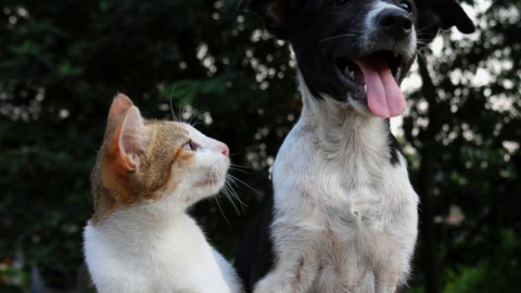 “Come cane e gatto”: un stereotipo sfatato – tio.ch
