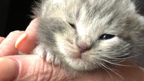 Un gatto che aveva perso i suoi fratelli ha trovato qualcuno da … – Il Secolo XIX