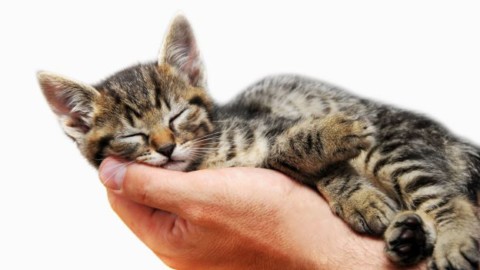 Quante ore dorme un gatto? – DeAbyDay.it (Blog)