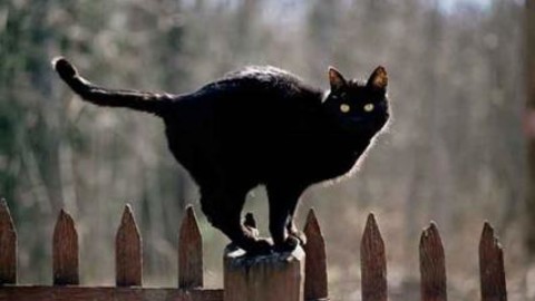 Gatto nero e specchi rotti: spiegato perché siamo superstiziosi – Affaritaliani.it