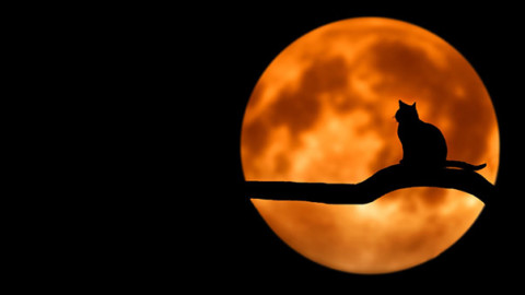 Eclissi di Luna: come comportarsi con cani e gatti? – GreenStyle