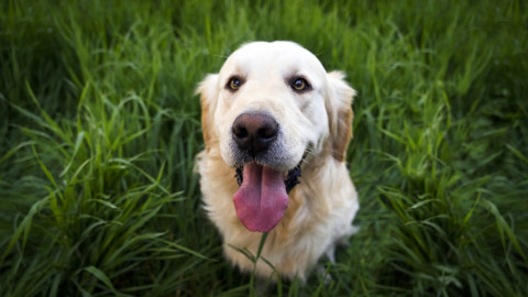 Golden retriever, origini e caratteristiche del cane che ama la … – LifeGate