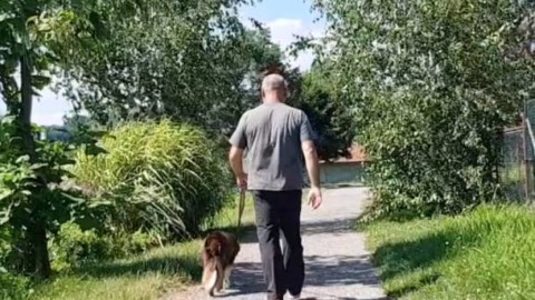 A passeggio con il cane: le buone regole da non dimenticare – Varese News