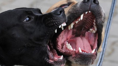 I veterinari Anmvi: “Aggressioni di cani, serve una vera legge” – Il Sole 24 Ore