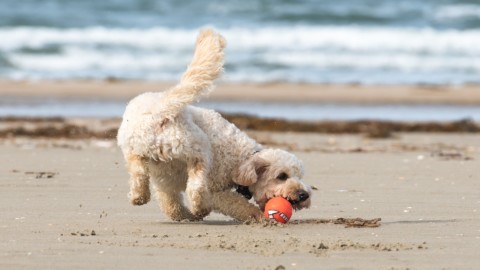 Vacanze con il cane: scopri dove andare in spiaggia – idealista.it/news