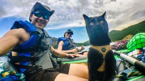 La meravigliosa storia di Simon, il gatto in viaggio per il mondo – DeAbyDay.it (Blog)
