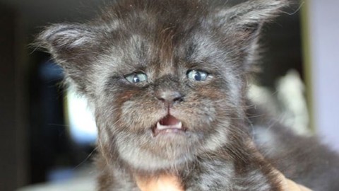 Il gatto col volto (troppo) umano inquieta il web – MondoFox