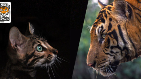 Una tigre in salotto: 7 curiosità sul “micio di casa” che lo … – Meteo Web