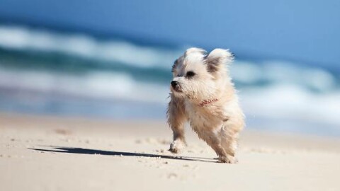 Cani in spiaggia: 10 consigli per una vacanza piacevole – Gazzetta di Parma
