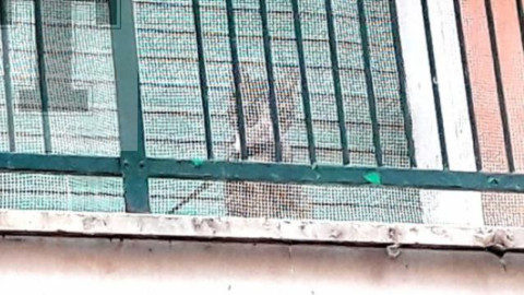 Al guinzaglio sul balcone: gatto salvato a Roma – Fidelity News