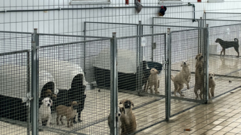 Il Parco degli Animali del Comune di Firenze apre le porte ai cani di Palermo