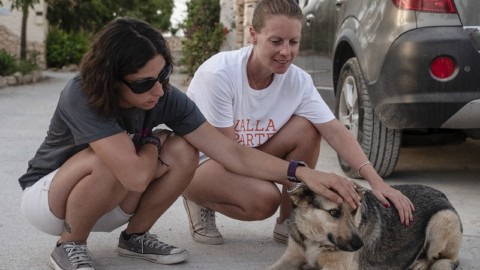 &quot;Progetto Isola&quot; non va in vacanza: le nuove attivit&agrave; per i cani di Lampedusa