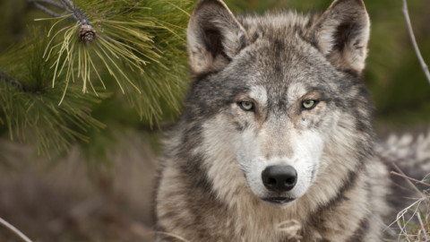 Proiettili di gomma e facce di bronzo: fallito il tentativo di sdoganare l'uso dei fucili contro i lupi