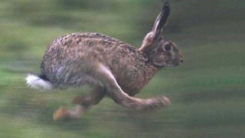 Ricorso al TAR contro la caccia a Lepri, Pernici sarde e Conigli selvatici
