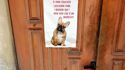Bisogni sui marciapiedi, quando il cane sgrida il padrone: a Milano … – La Repubblica
