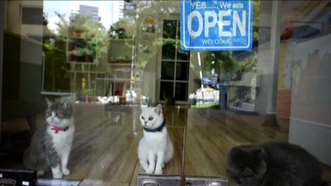 “Catzonia”, la prima pensione di lusso per gatti in Malaysia – Affaritaliani.it