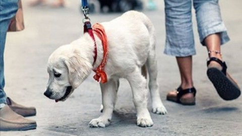 Cani e deiezioni per strada, multe fino a 500 euro per i trasgressori – BarlettaLive.it
