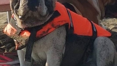 Fiumicino: Lascia l'amato bulldog in pensione e lo ritrova morto – Il Corriere della Città