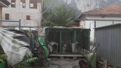 Riva del Garda, cani in gabbie piccole sotto il sole e abbandonati a … – il Dolomiti