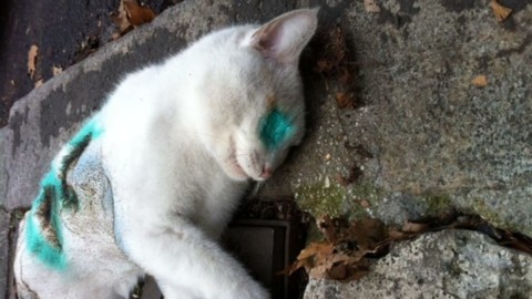 Una 41enne avrebbe ucciso tre gattini picchiandoli selvaggiamente … – MilanoToday