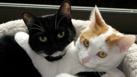 Maranello, l'archivio fotografico dei gatti scomparsi non si farà – Il Resto del Carlino