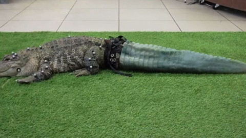 All'alligatore hanno stampato la coda con una stampante 3D (VIDEO) – Sputnik Italia
