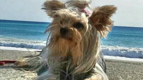 Camogli: Premio Fedeltà del cane di San Rocco, le storie ei premiati – Levante News