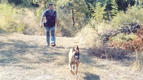 Cane da caccia avvelenato, a Sant'Agata Feltria arrivano i cani anti … – Corriere Romagna