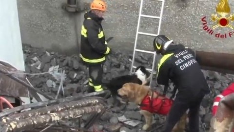 Genova, l'intervento delle unità cinofile e dei cani alla ricerca di … – Il Fatto Quotidiano