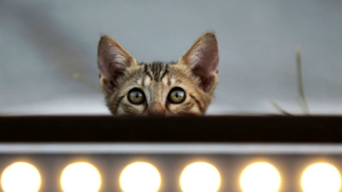 Giornata internazionale del gatto, 10 curiosità da sapere – Sky Tg24