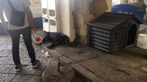 Nuovo abbandono di cani a Napoli – Napoli Village – Quotidiano di informazioni Online