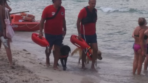 Mondello: cani di salvataggio in azione [VIDEO] – Cefalu & Madonie Web