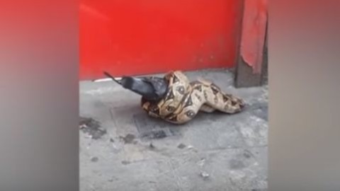 Boa strangola in piccione per le strade di Londra, il video fa il giro … – Leggo.it