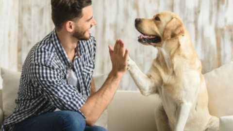 “Patentino” per possessori di cane – Giornale di Como
