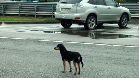 Cani abbandonati, cresce a Modena il fenomeno delle “staffette dal … – ModenaToday