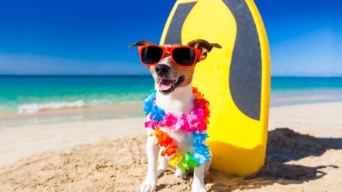 Cani in spiaggia: regole, divieti e permessi – Studio Cataldi