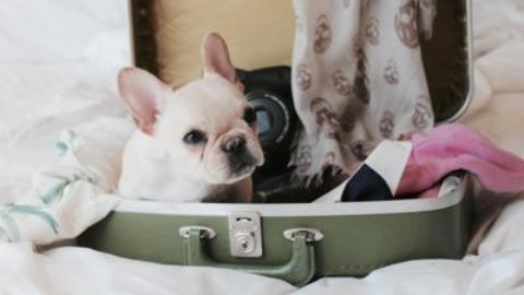 In treno o in aereo, le regole per chi viaggia con il cane – Adnkronos