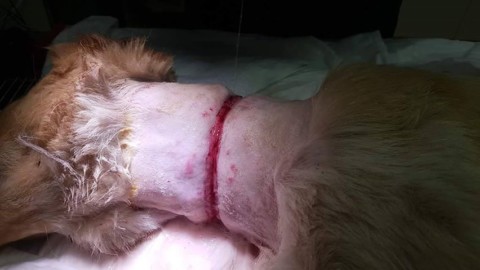 Sardegna, cani meticci maltrattati e torturati con estrema crudeltà … – Casteddu on Line