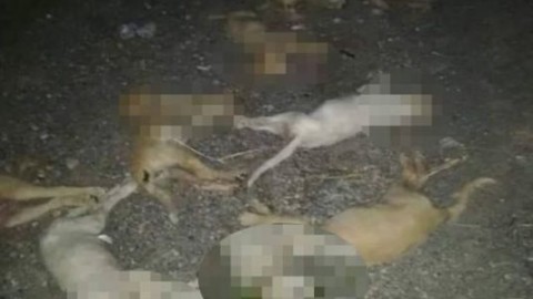 Messina, avvelenati dieci cuccioli di cane con bocconi alla stricnina … – ViaggiNews.com
