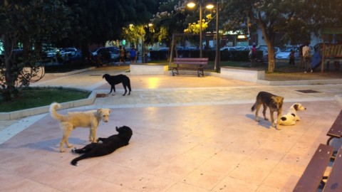 Barcellona, dopo l'aggressione di un cane randagio chiesti … – 24live.it