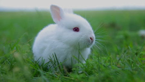 Lo sviluppo comportametale dei conigli e la socializzazione con l’uomo.