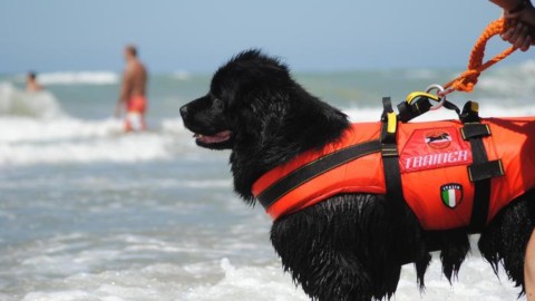 Estate: Sics, 400 cani 'eroi' su spiagge – ANSA.it