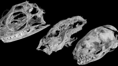 La grande famiglia fossile di un antenato dei mammiferi – Giornale di Sicilia