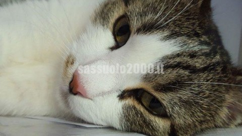 Il Comune di Maranello dice no al database felino – Sassuolo 2000