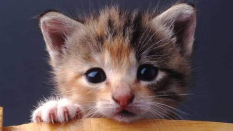Giornata Mondiale del Gatto, ecco 5 consigli per vivere bene con il … – Il Faro Online