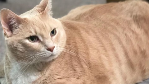 Ecco Bronson, il gatto da 15 chili soprannominato 'il vero Garfield … – MondoFox